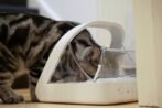 Sure Petcare -SureFlap – SureFeed – Microchip Pet Feeder – Selective-Automatic Pet Feeder Makes Meal Times Stress-Free, Suitable for Both Wet and Dry Food – MPF001 - Image 3