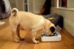 Sure Petcare – SureFeed – Motion Activated Sealed Pet Bowl – NOT Microchip Activated - Image 2