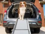 PetSafe Happy Ride Compact Telescoping Dog Ramp – Portable Pet Ramp for Cars, Trucks &amp; SUVs with Adjustable Sizing – Non-Slip Design – Lightweight Pet Mobility Assistance – Extra Long - Image 3