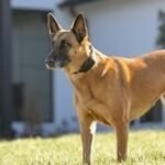 PetSafe Stay &amp; Play Wireless Fence Receive Collar – Rechargeable and Waterproof Receiver Collar with Quick Charge in 2-3 Hours – for Dogs 5lb+