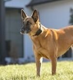 PetSafe Stay &amp; Play Wireless Fence Receive Collar – Rechargeable and Waterproof Receiver Collar with Quick Charge in 2-3 Hours – for Dogs 5lb+